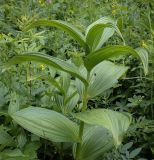 Veratrum lobelianum. Вегетирующее растение. Пермский край, Кунгурский р-н, правый берег р. Сылва, ур. Камень Ермак, берёзово-сосновый лес, сырой луг. 11.06.2023.