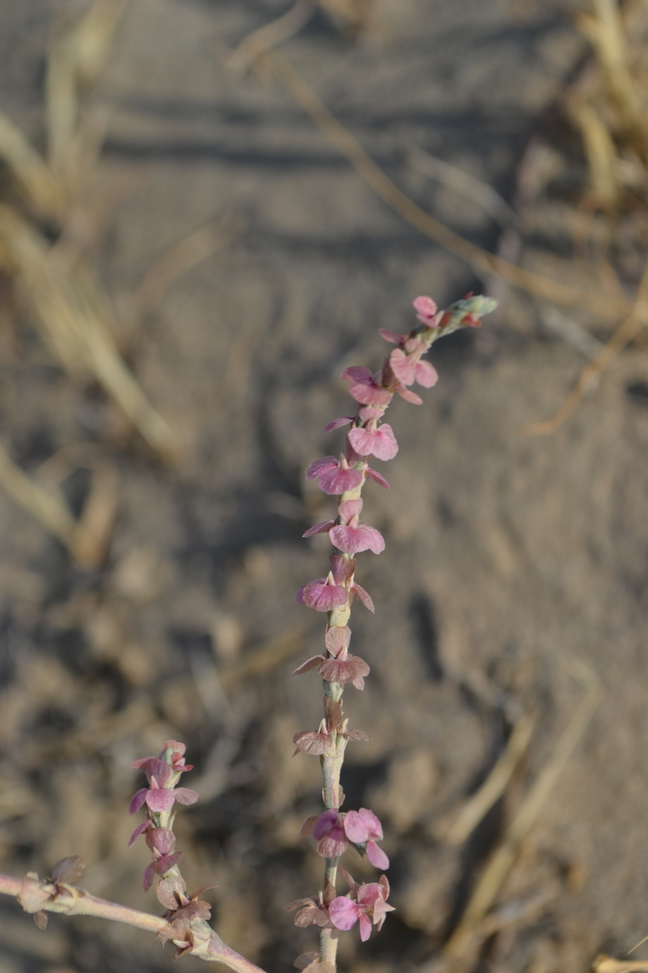 Изображение особи Girgensohnia oppositiflora.