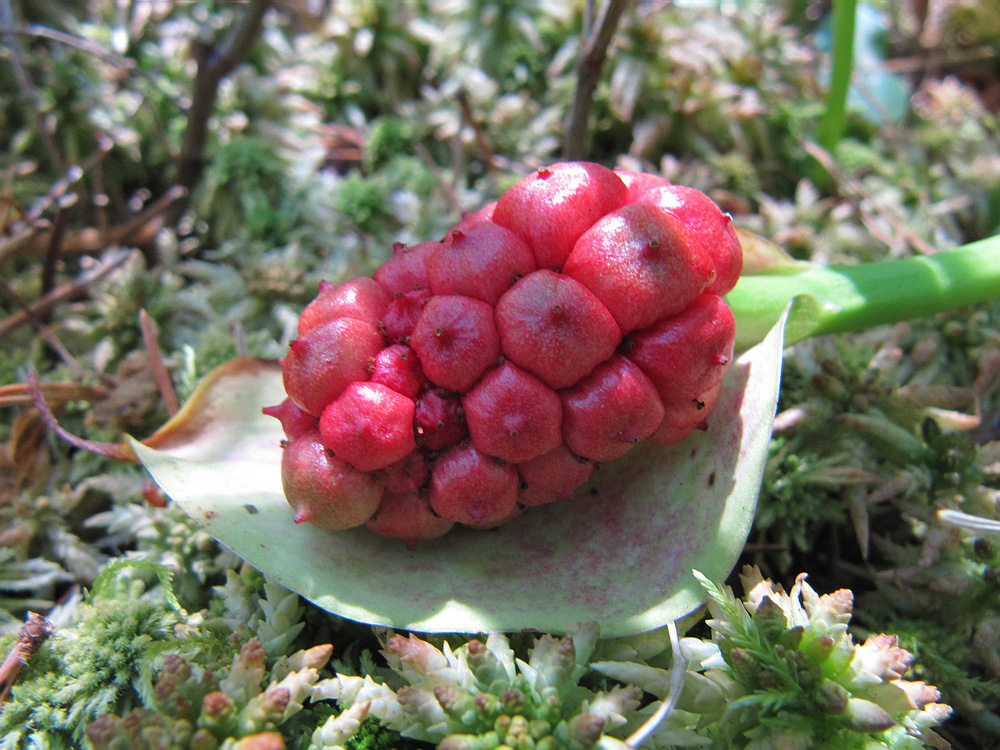 Image of Calla palustris specimen.
