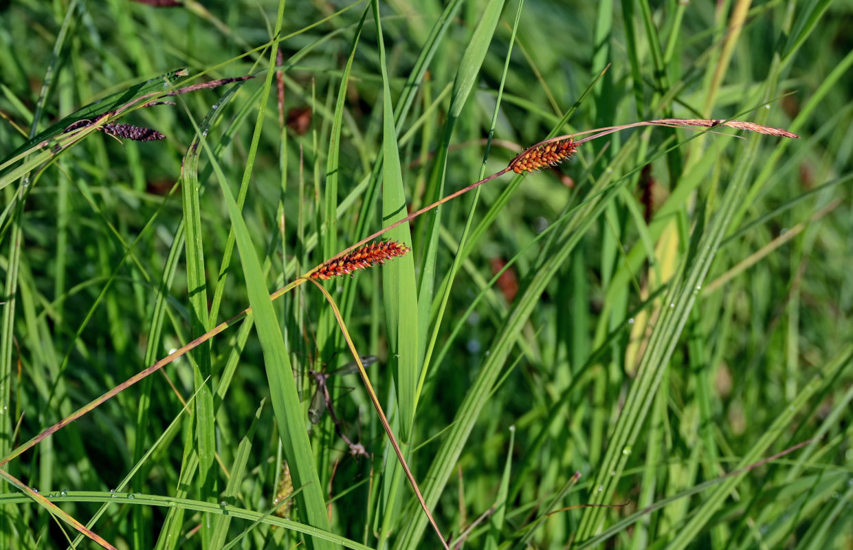 Изображение особи род Carex.