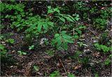 Sambucus racemosa