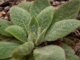 Verbascum thapsus. Часть вегетирующего растения в капельках росы. Беларусь, Минская обл., Мядельский р-н, национальный парк \"Нарочанский\", заказник \"Голубые озёра\", сосново-еловый лес, возле смотровой площадки на туристической экотропе. 07.04.2024.