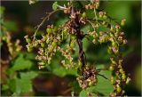 Ribes rubrum. Соплодия с формирующимися плодами (видны засохшие венчики цветков). Московская обл., Раменский р-н, окр. дер. Хрипань, садовый участок. 22.05.2024.