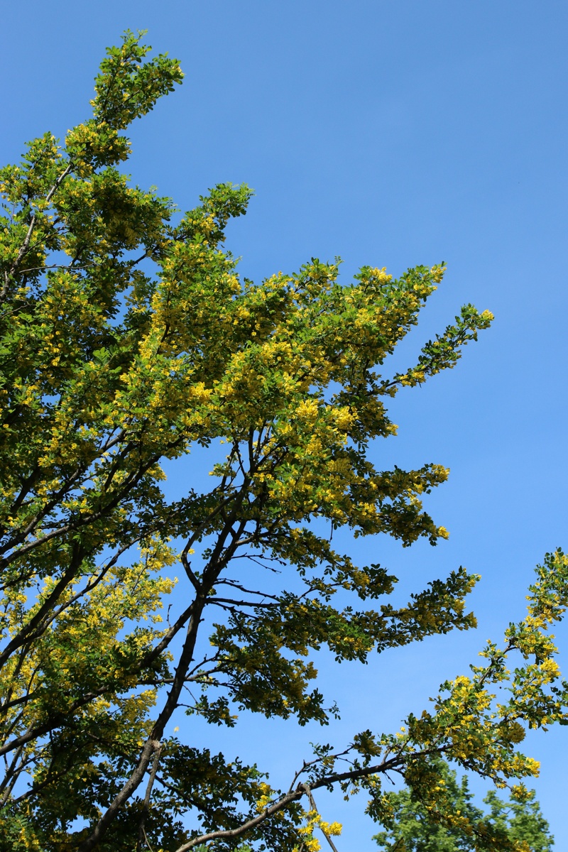 Image of Caragana arborescens specimen.