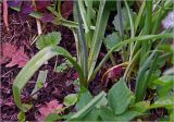 род Ornithogalum. Прикорневые листья. Московская обл., Раменский р-н, окр. дер. Хрипань, садовый участок. 06.06.2024.