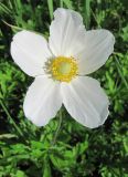 Anemone sylvestris