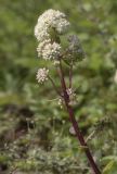 Hylotelephium maximum