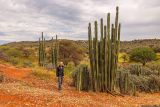 genus Euphorbia
