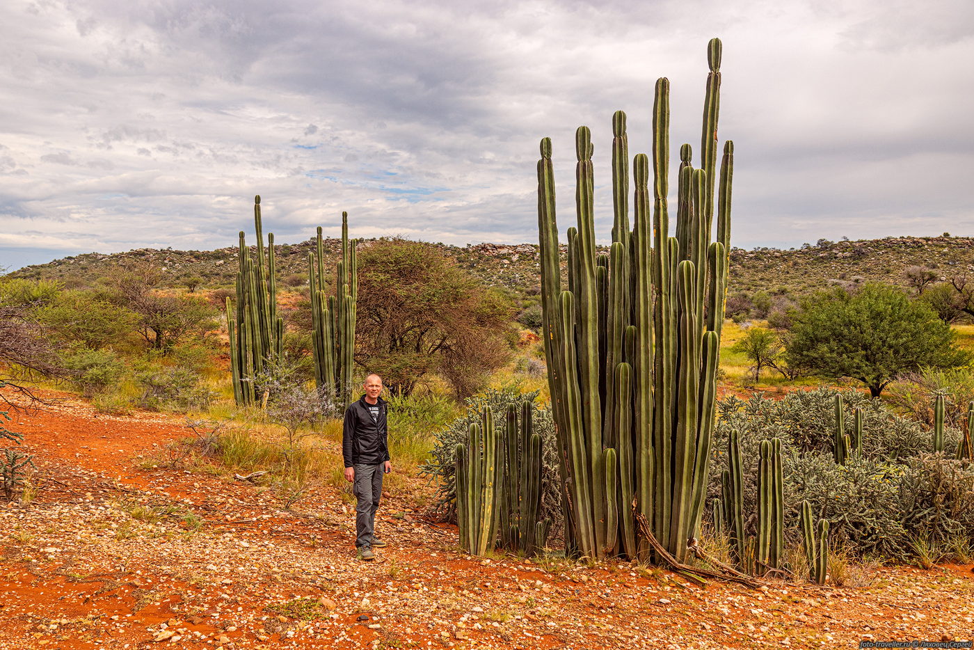 Image of genus Euphorbia specimen.