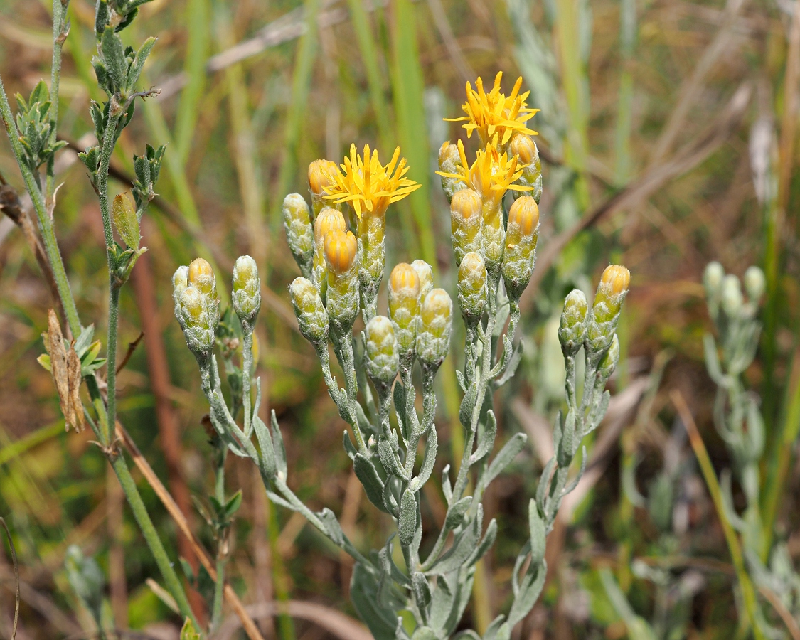 Image of Galatella villosa specimen.