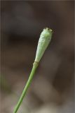 Papaver umbonatum