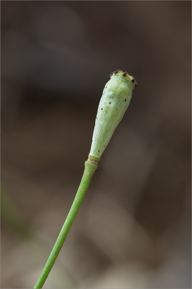Изображение особи Papaver umbonatum.