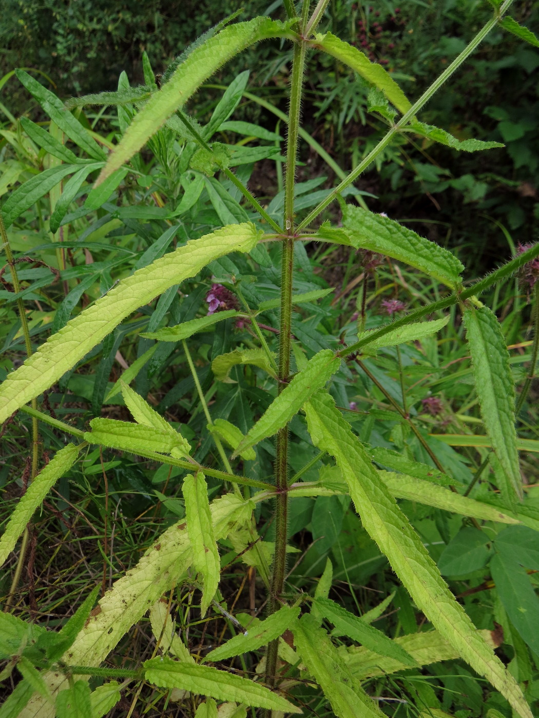 Image of Stachys aspera specimen.