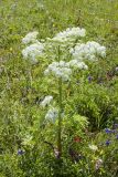Pleurospermum uralense
