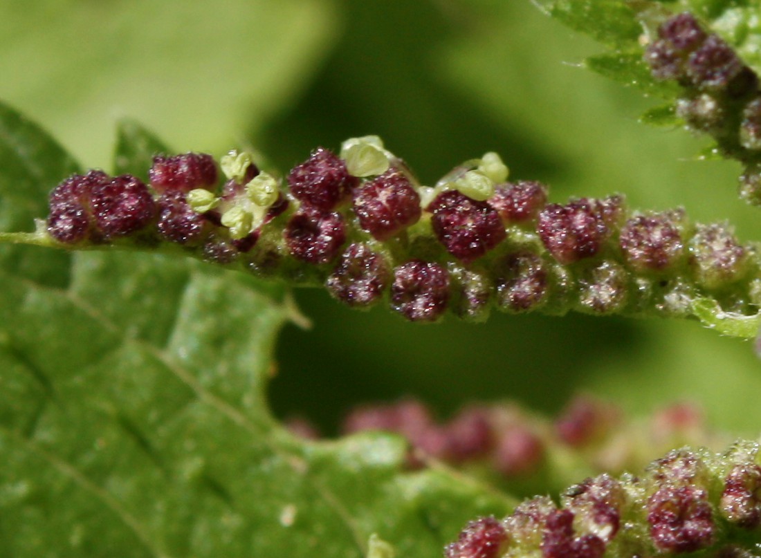 Изображение особи Urtica membranacea.