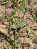 genus Centaurium