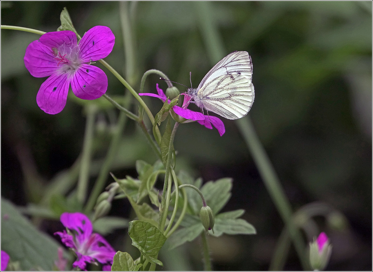 Image of Geranium palustre specimen.