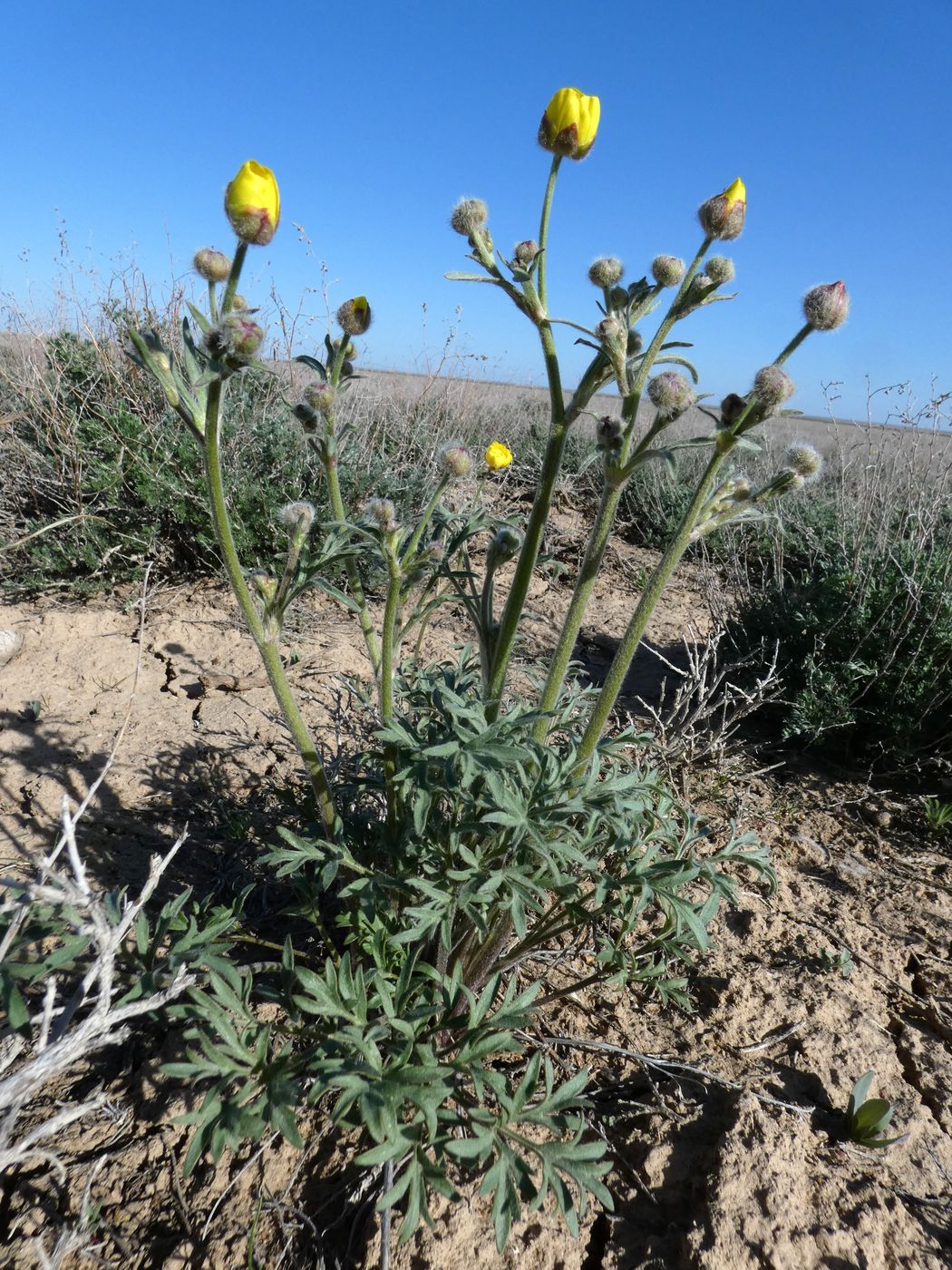 Изображение особи Ranunculus platyspermus.