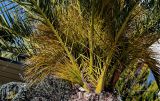 Phoenix canariensis