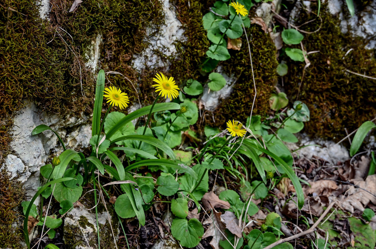 Image of Doronicum orientale specimen.