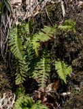 Polypodium vulgare