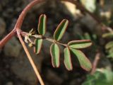 Hippocrepis ciliata