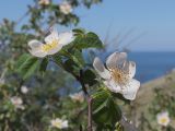 Rosa marginata. Верхушка веточки с цветками. Крым, Севастополь, Балаклава, приморский склон. 28.05.2025.