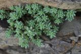 genus Sedum. Вегетирующее растение. Турция, ил Ардахан, левый борт долины р. Рабат между с. Йылдырым-Тепе и крепостью Шайтан Калеси, выс. 1980 м н.у.м., на скале. 18 мая 2025 г.