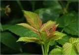Rubus idaeus. Верхушка побега с молодыми листьями. Московская обл., Раменский р-н, окр. дер. Хрипань, садовый участок. 26.06.2025.