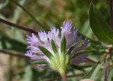 familia Dipsacaceae