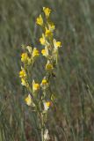Linaria incompleta