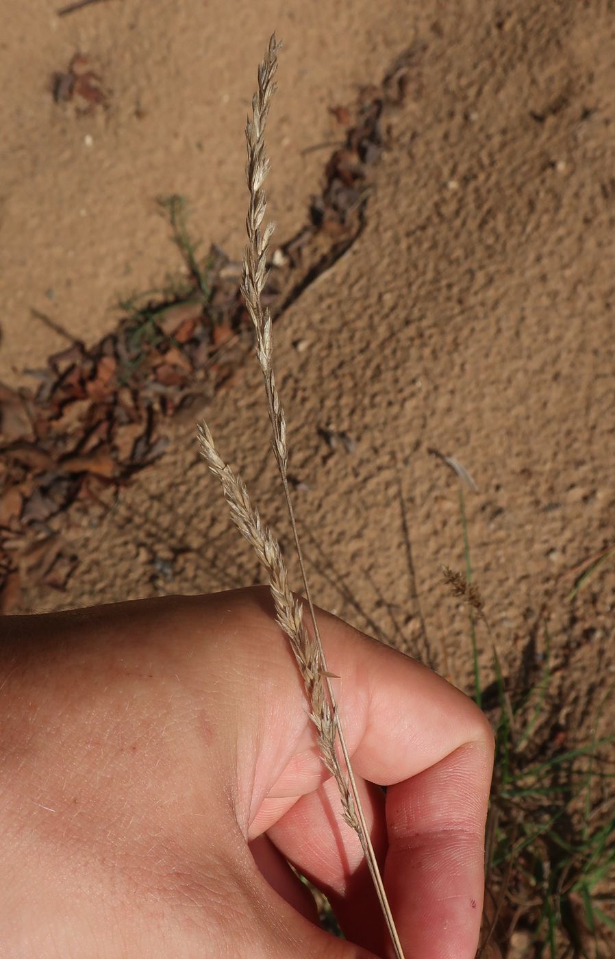 Image of Koeleria grandis specimen.