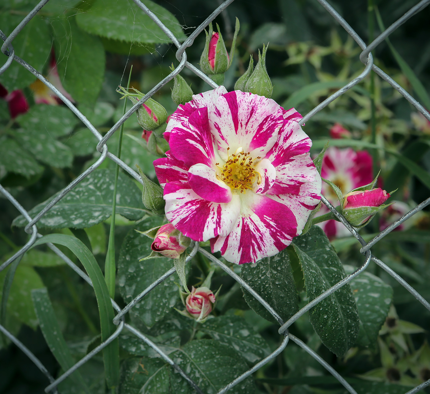 Image of genus Rosa specimen.