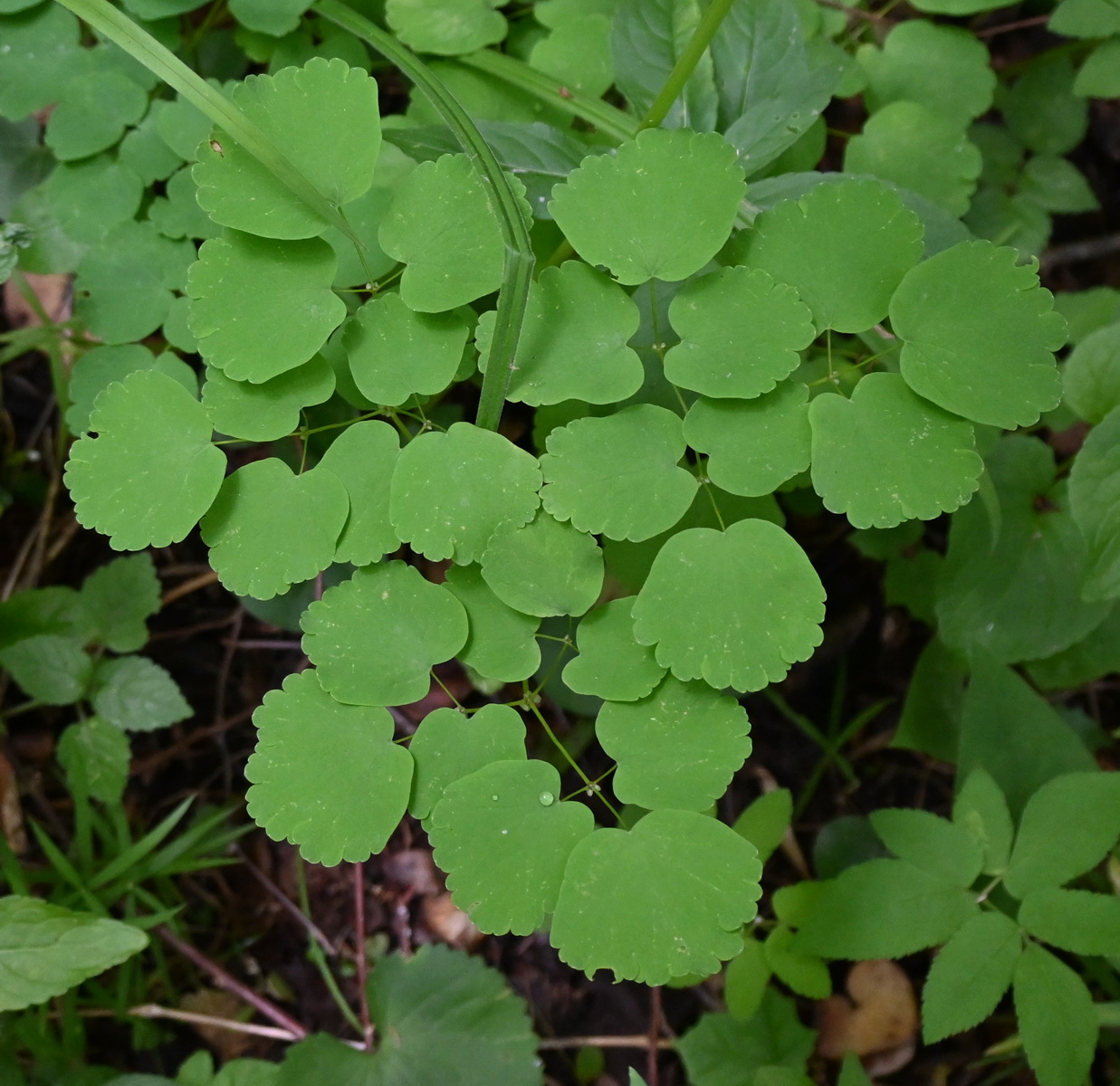 Image of Thalictrum aquilegiifolium specimen.
