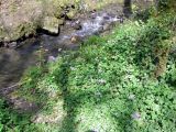 Cardamine raphanifolia