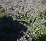 familia Boraginaceae. Побег с развивающимся соцветием. Турция, ил Ван, р-н Битлис, кальдера Немрут, СВ берег оз. Немрут. 21 мая 2025 г.