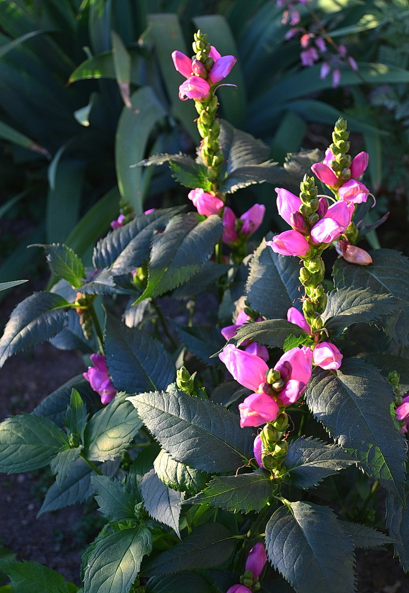 Изображение особи Chelone obliqua.