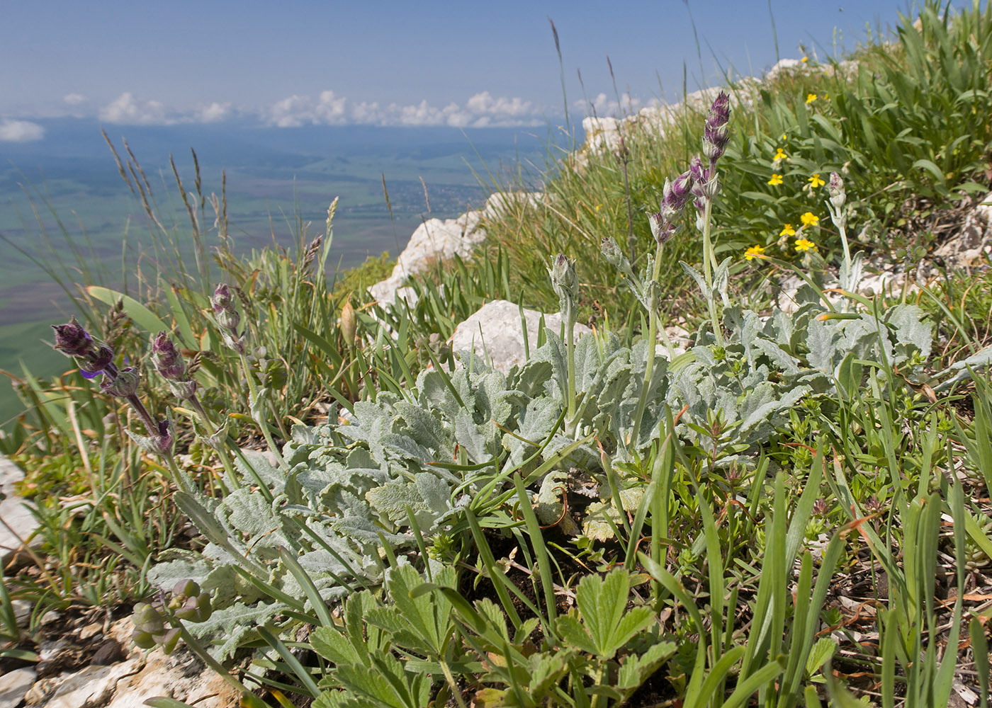 Image of Salvia canescens specimen.