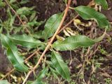 Aloysia citriodora