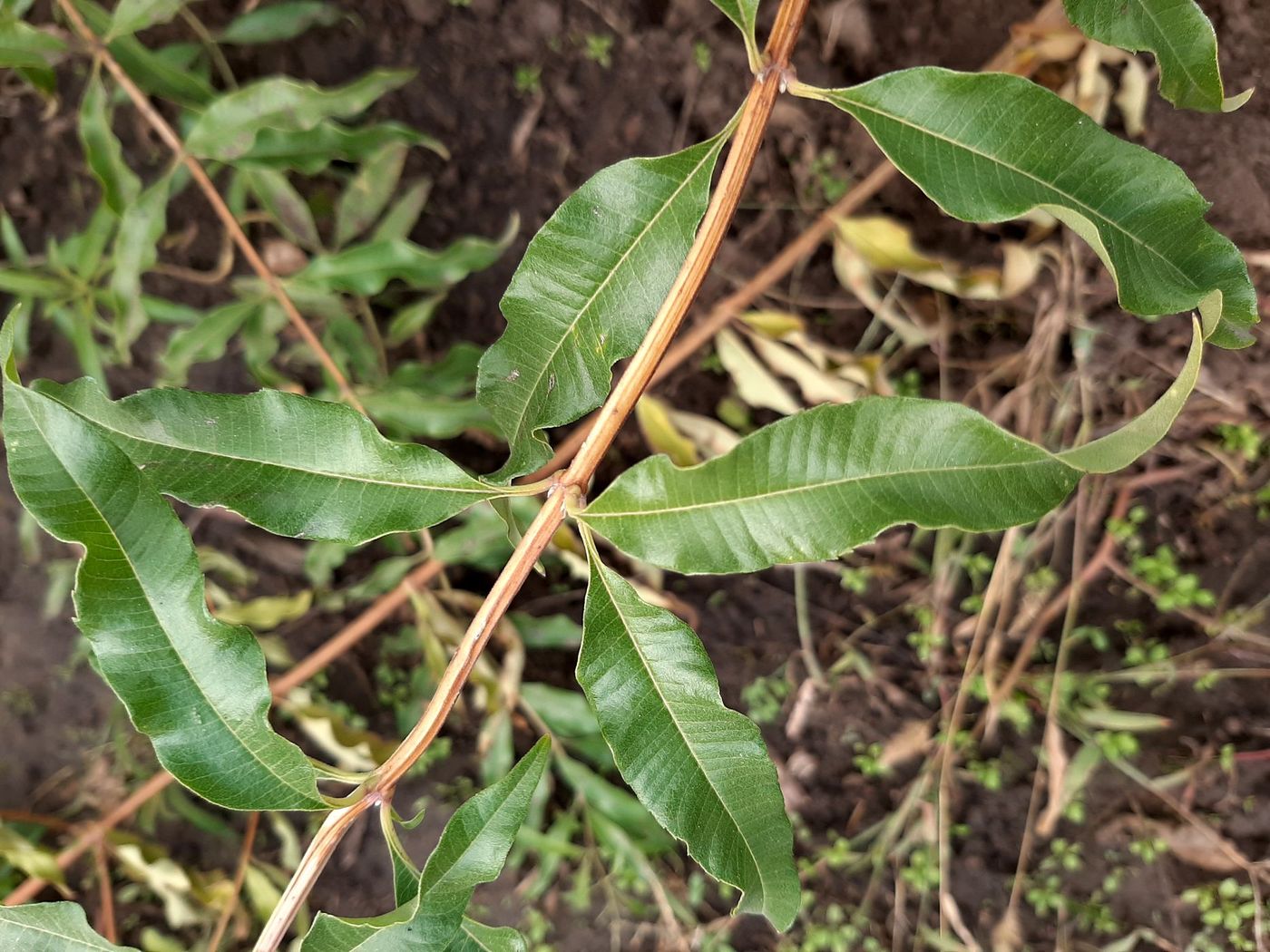 Изображение особи Aloysia citriodora.