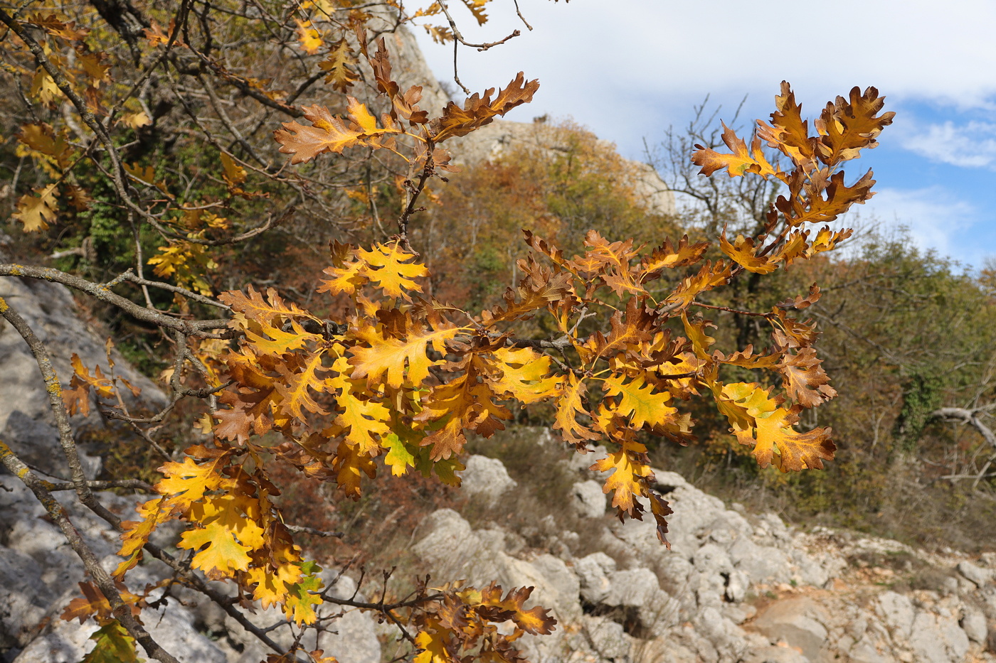 Изображение особи Quercus calcarea.