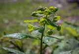 Euphorbia oblongifolia. Верхушка цветущего растения. Абхазия, Гагрский р-н, 1650 м н.у.м., широколиственный лес, каменистая осыпь, обочина грунтовой дороги. 12.06.2025.