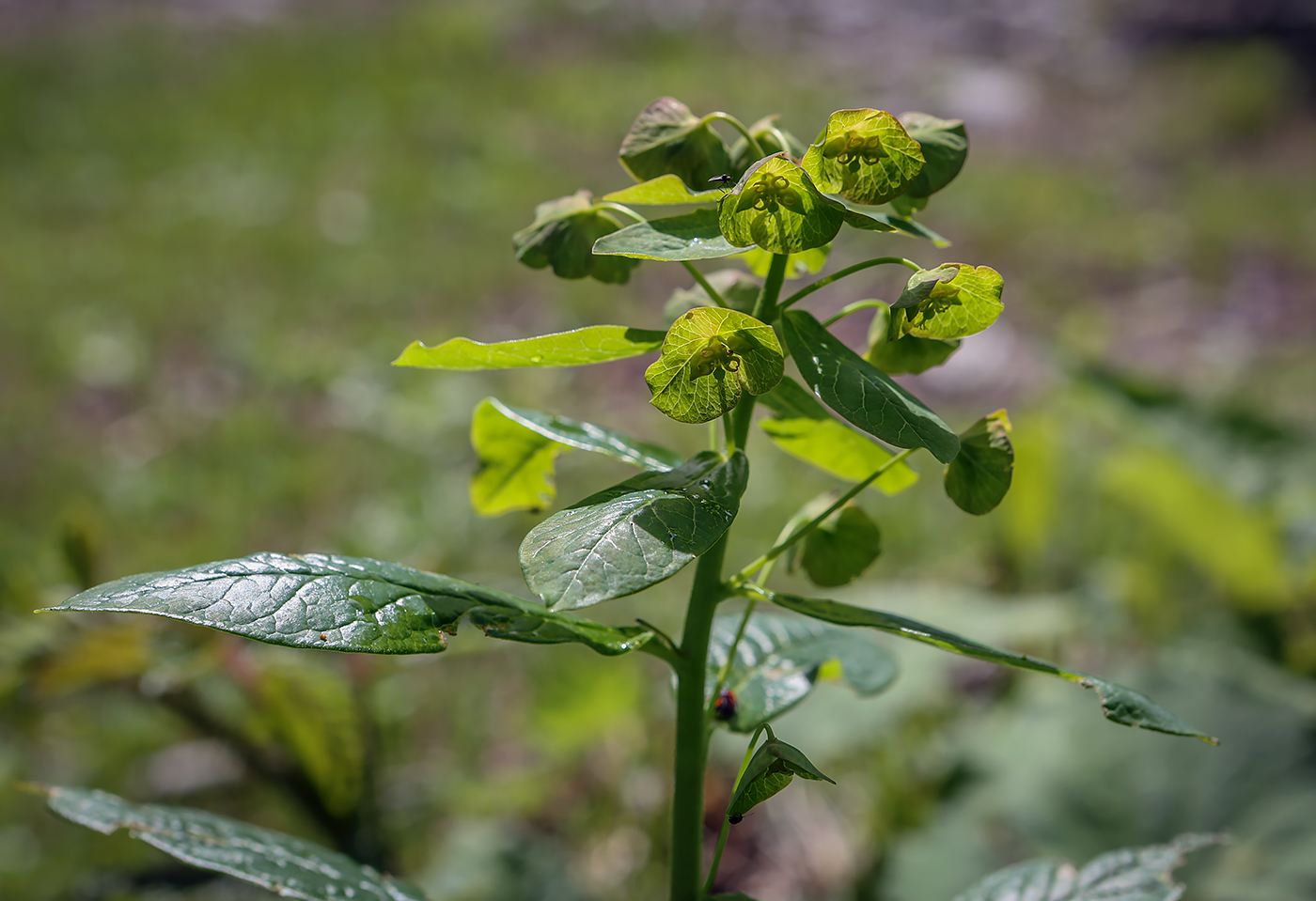 Изображение особи Euphorbia oblongifolia.