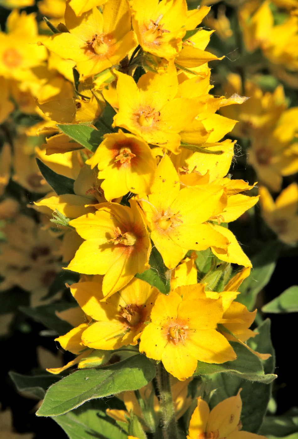 Image of Lysimachia punctata specimen.