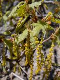 Quercus pubescens. Верхушка цветущей веточки. Крым, окр. пос. Новый Свет, западный склон горы Сокол (Куш-Кая), дубово-можжевеловое редколесье. 19.04.2025.