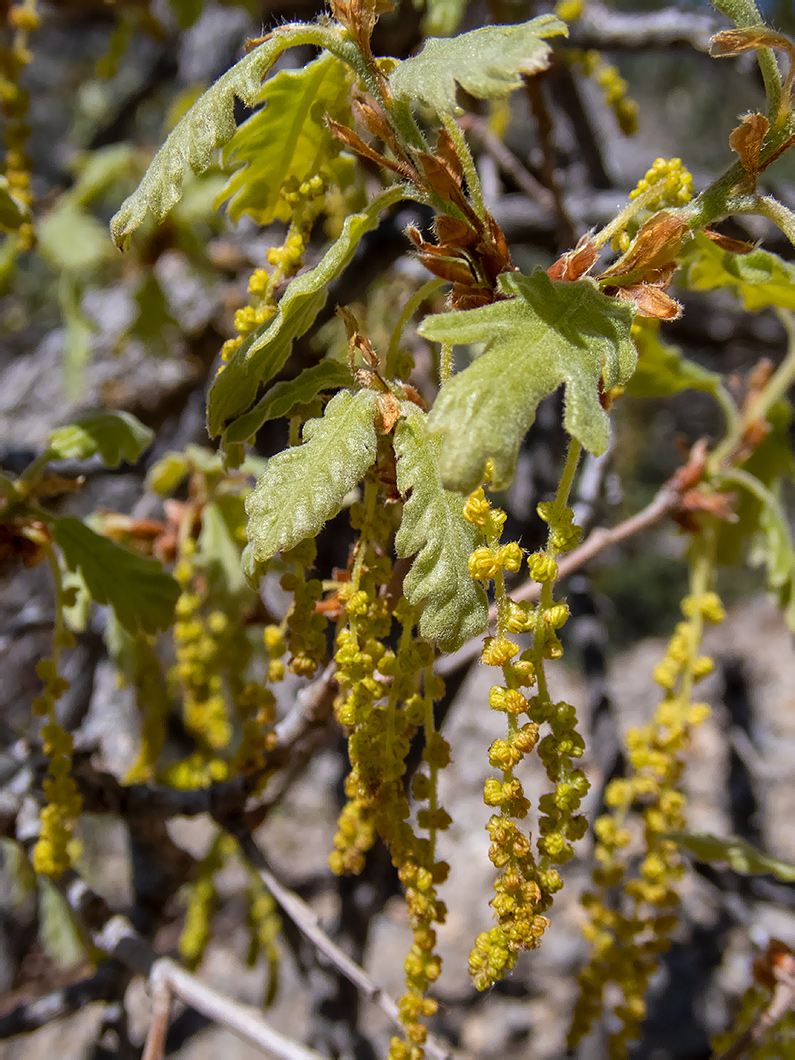 Изображение особи Quercus pubescens.