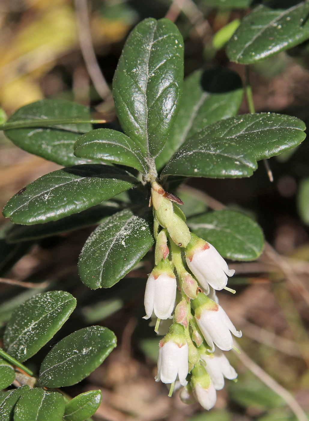 Изображение особи Vaccinium vitis-idaea.