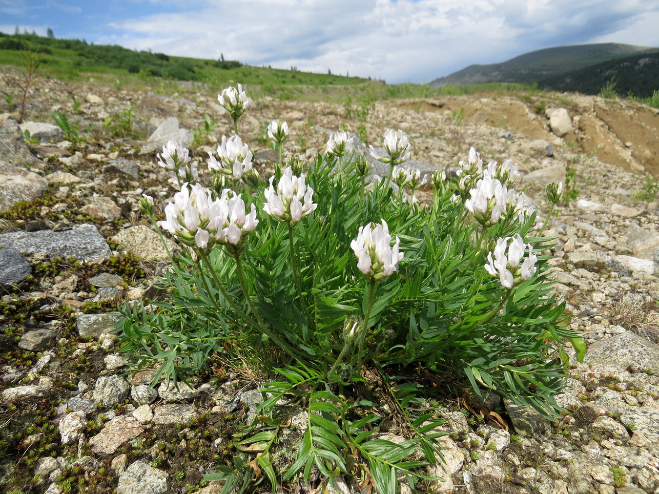 Image of Oxytropis alpina specimen.