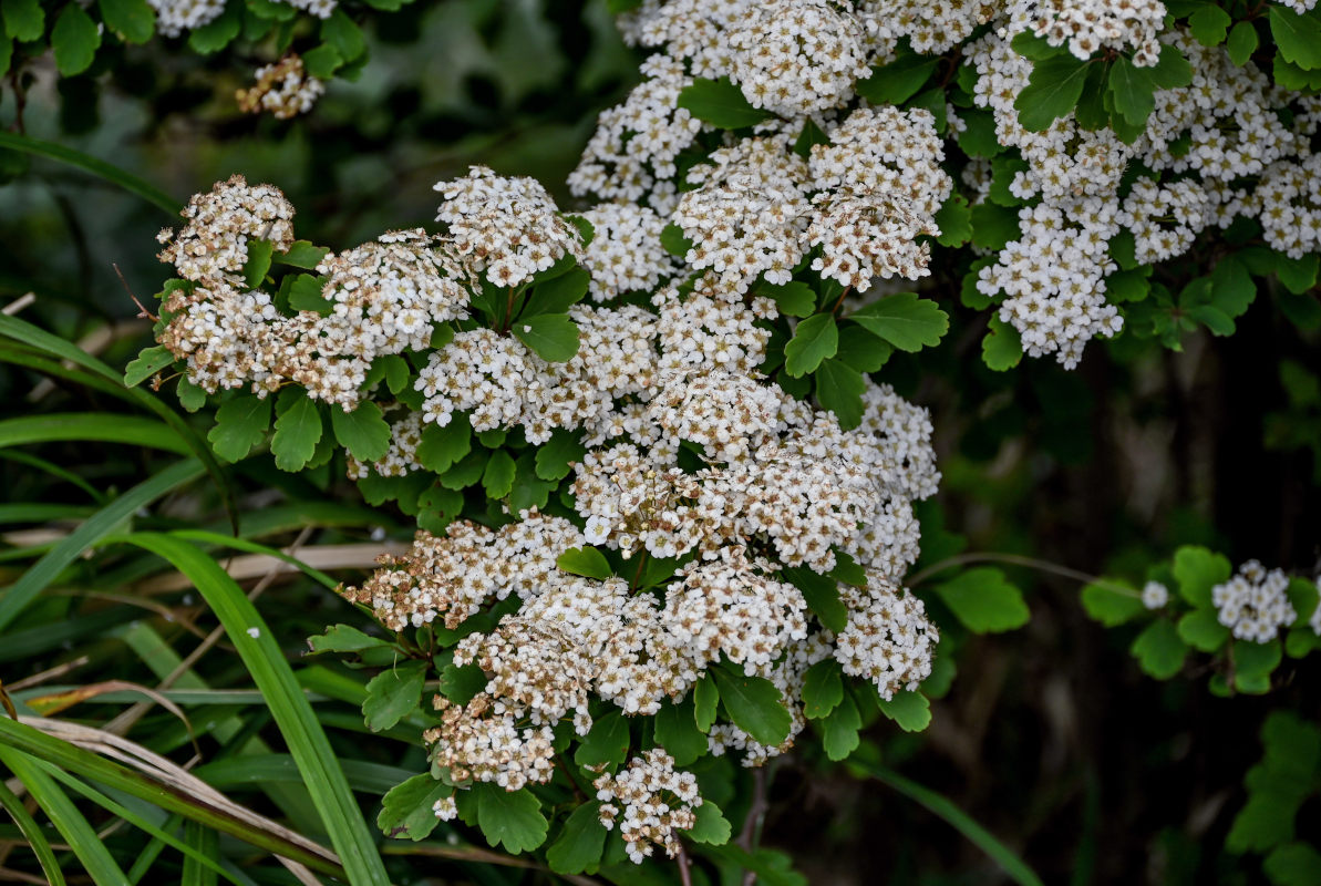 Изображение особи Spiraea blumei.