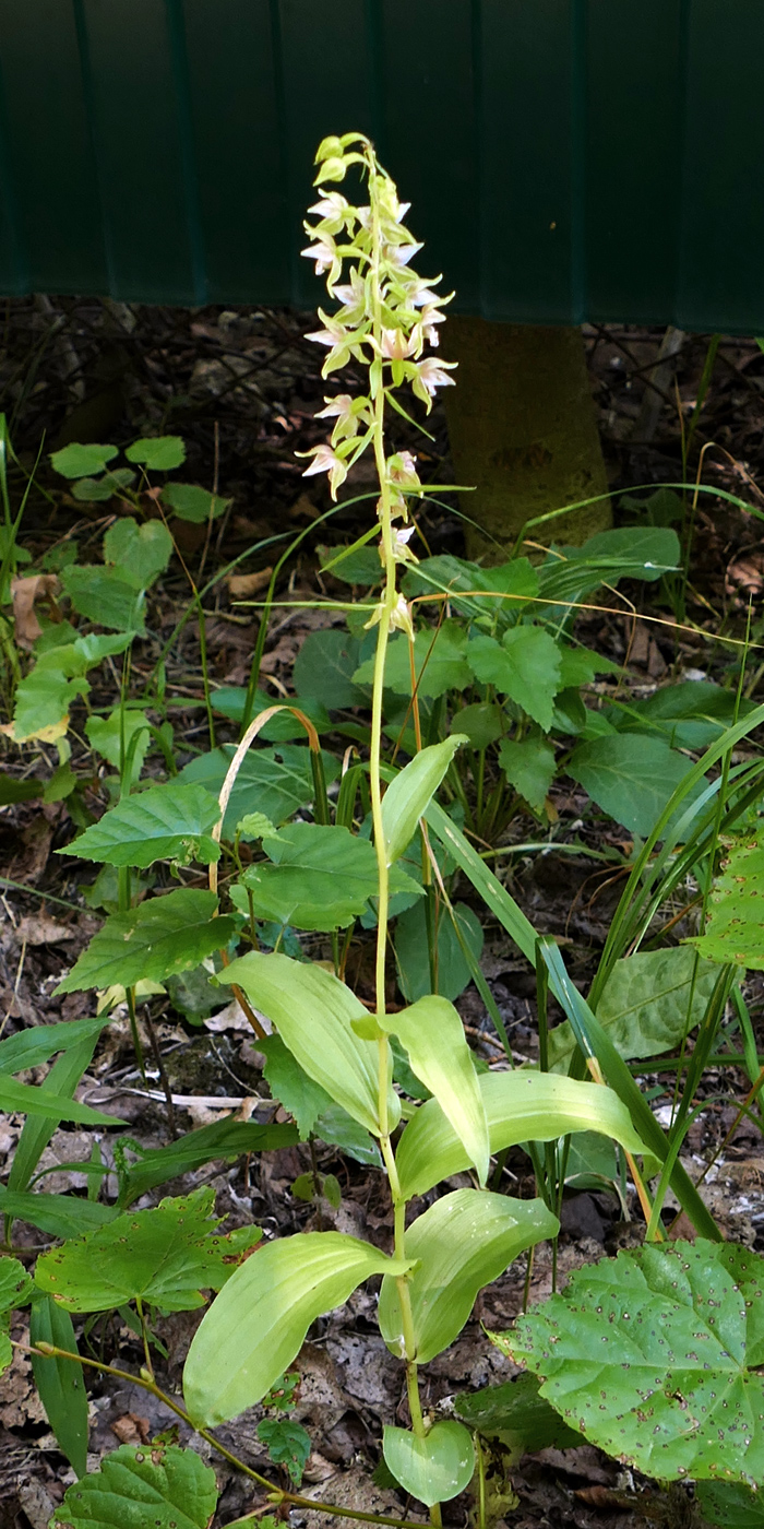 Image of Epipactis helleborine specimen.